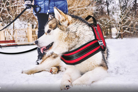 Image of No Pulling Dog Training Harness